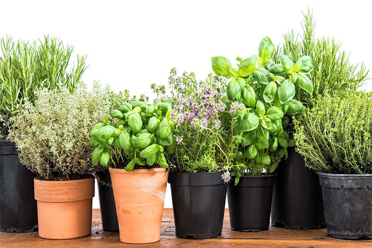 5 useful tips for creating your own herb garden